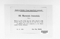 Marssonina truncatula image